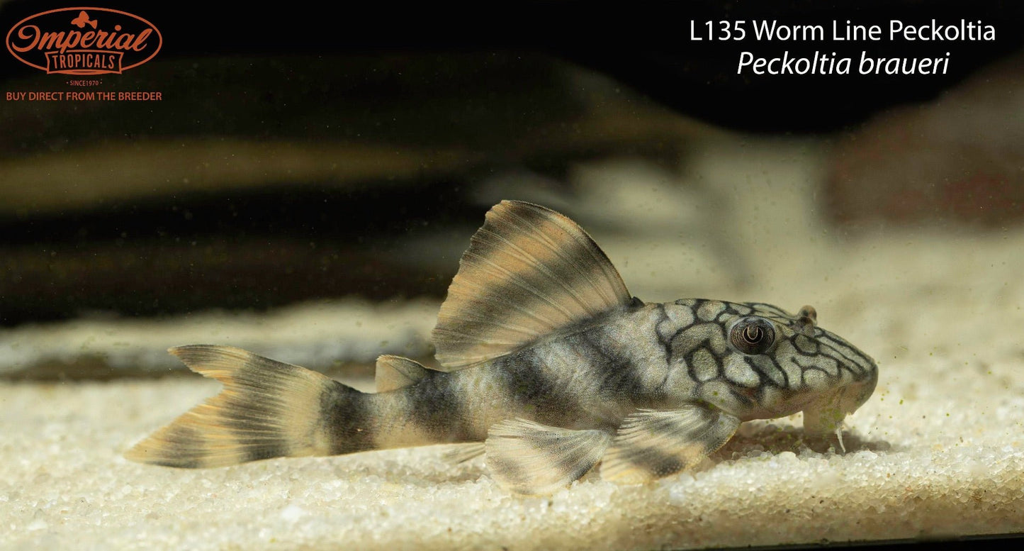L135 Worm Line Peckoltia