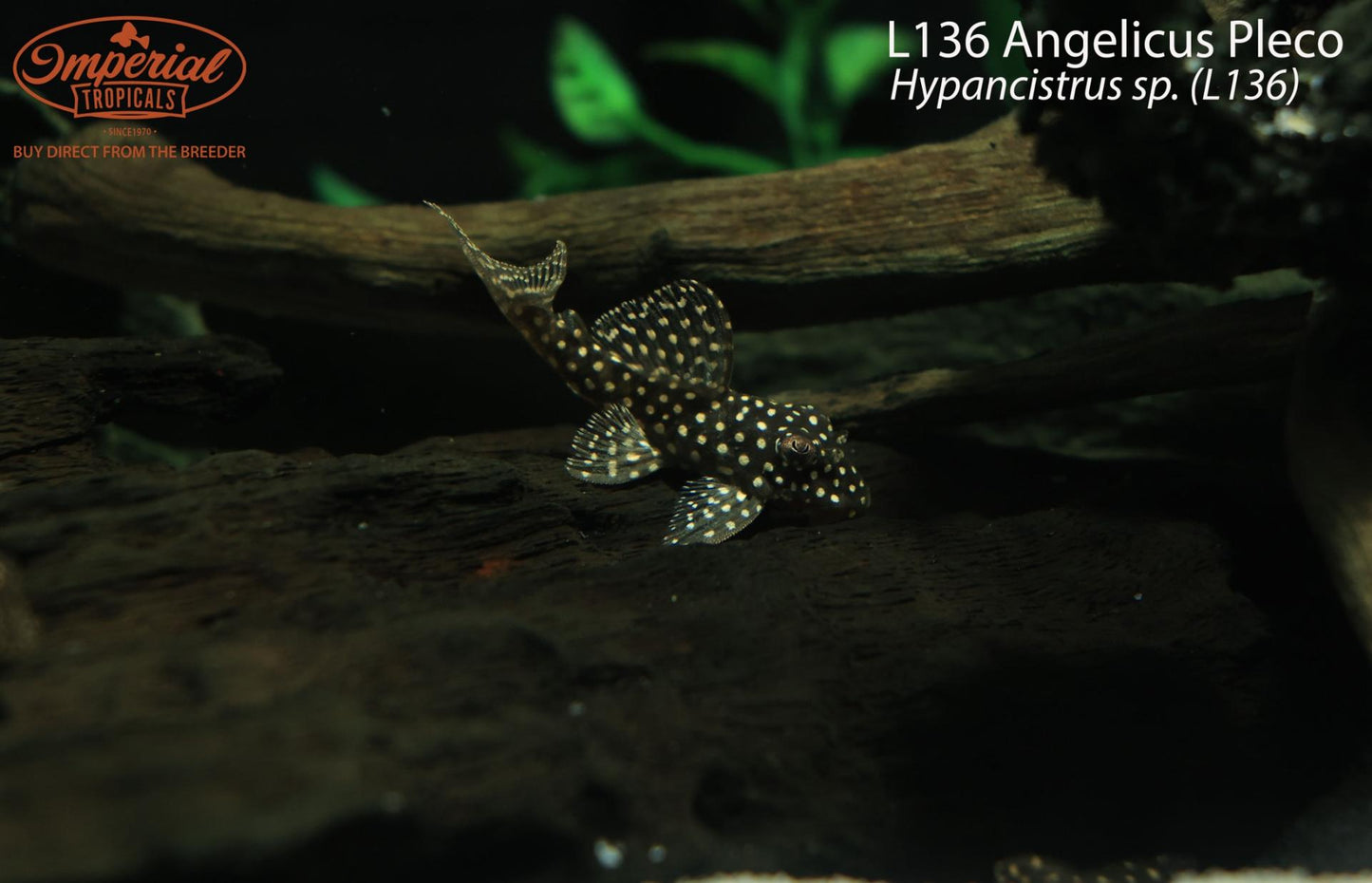 L136 Angelicus Pleco (Hypancistrus sp. (L136))