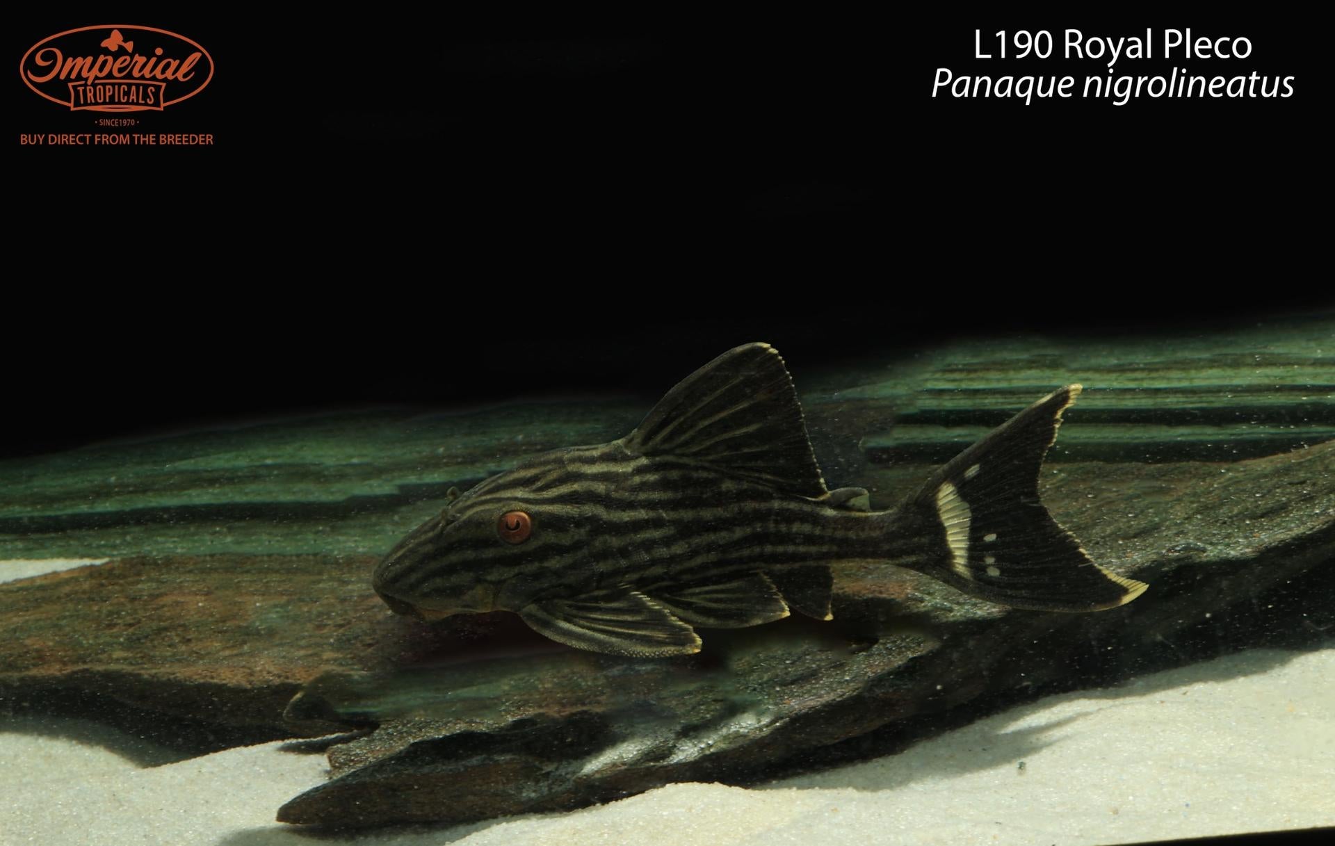 L190 Royal Pleco