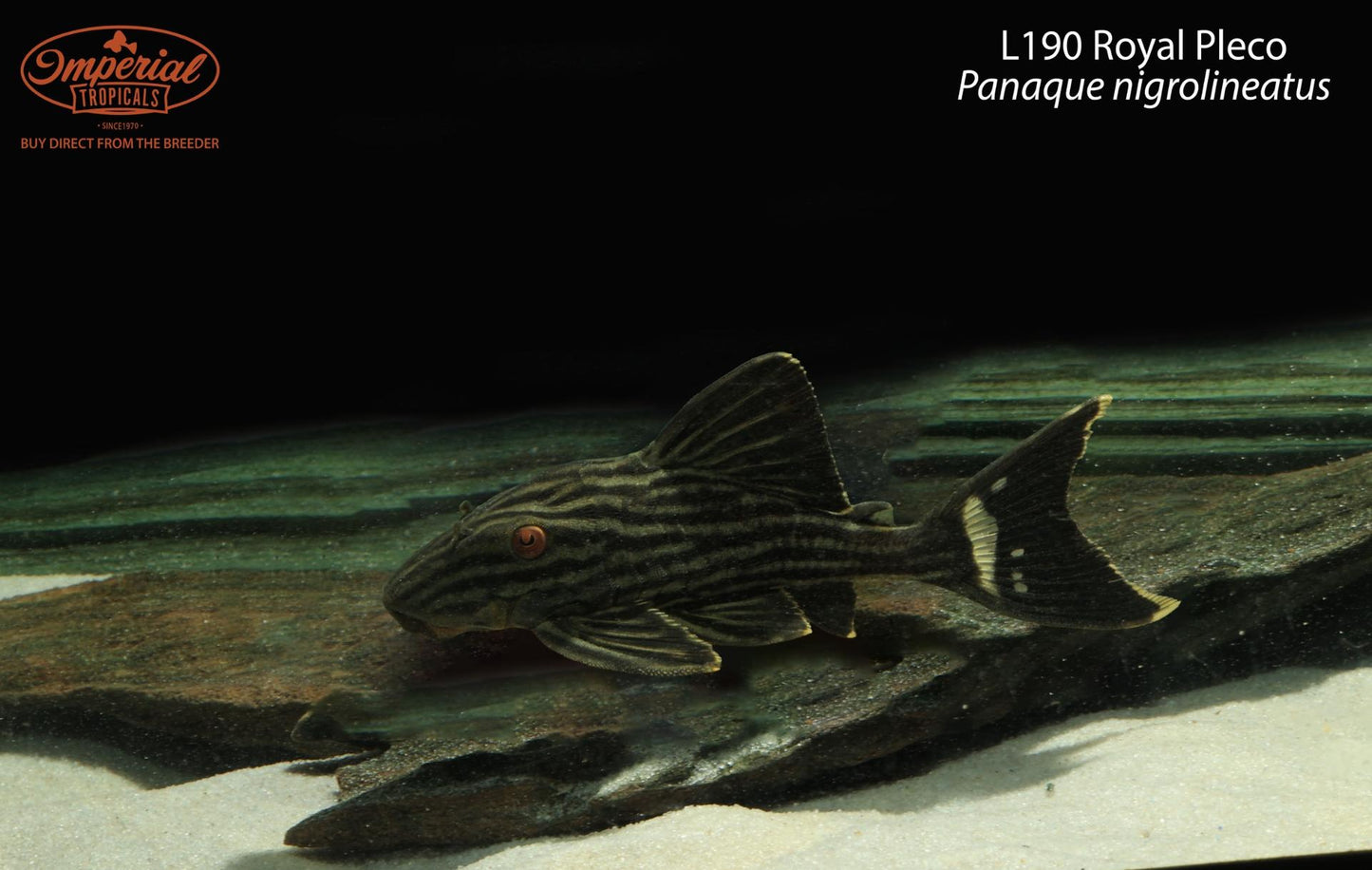 L190 Royal Pleco