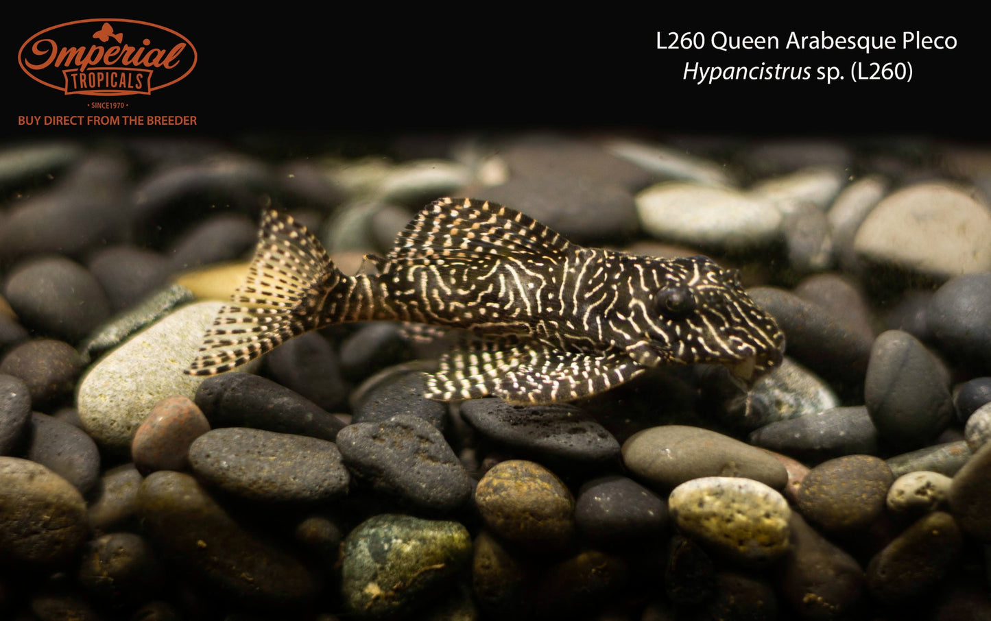 L260 Queen Arabesque Pleco (Hypancistrus sp. (L260))