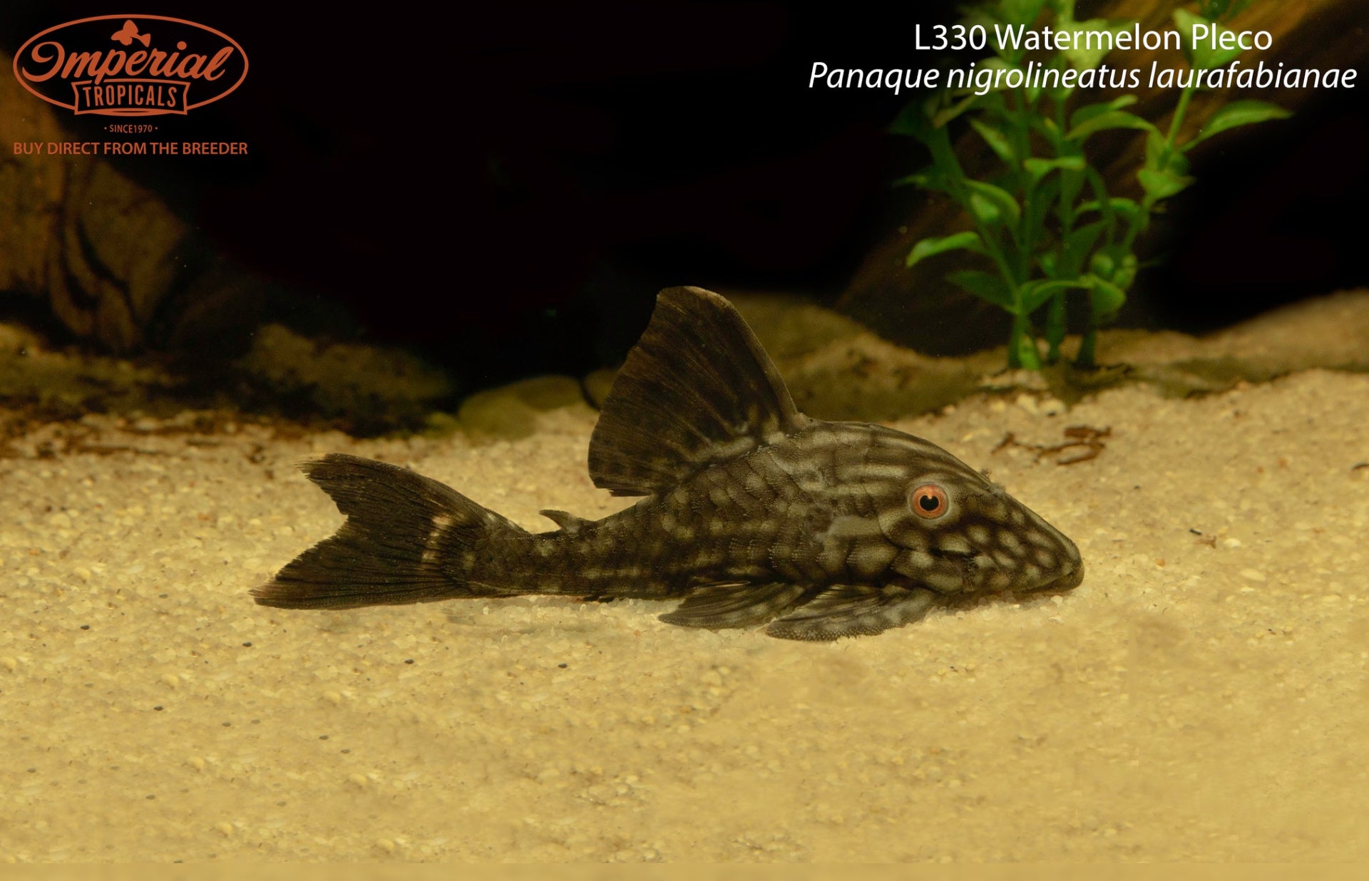 L330 Watermelon Pleco " Unsexed