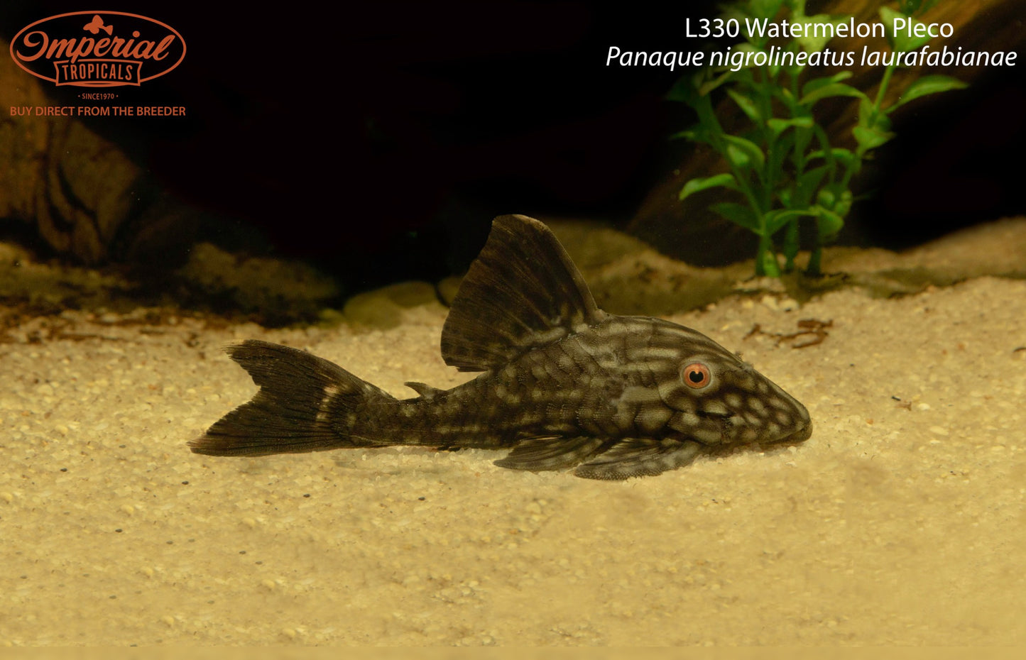 L330 Watermelon Pleco (Panaque nigrolineatus laurafabianae)