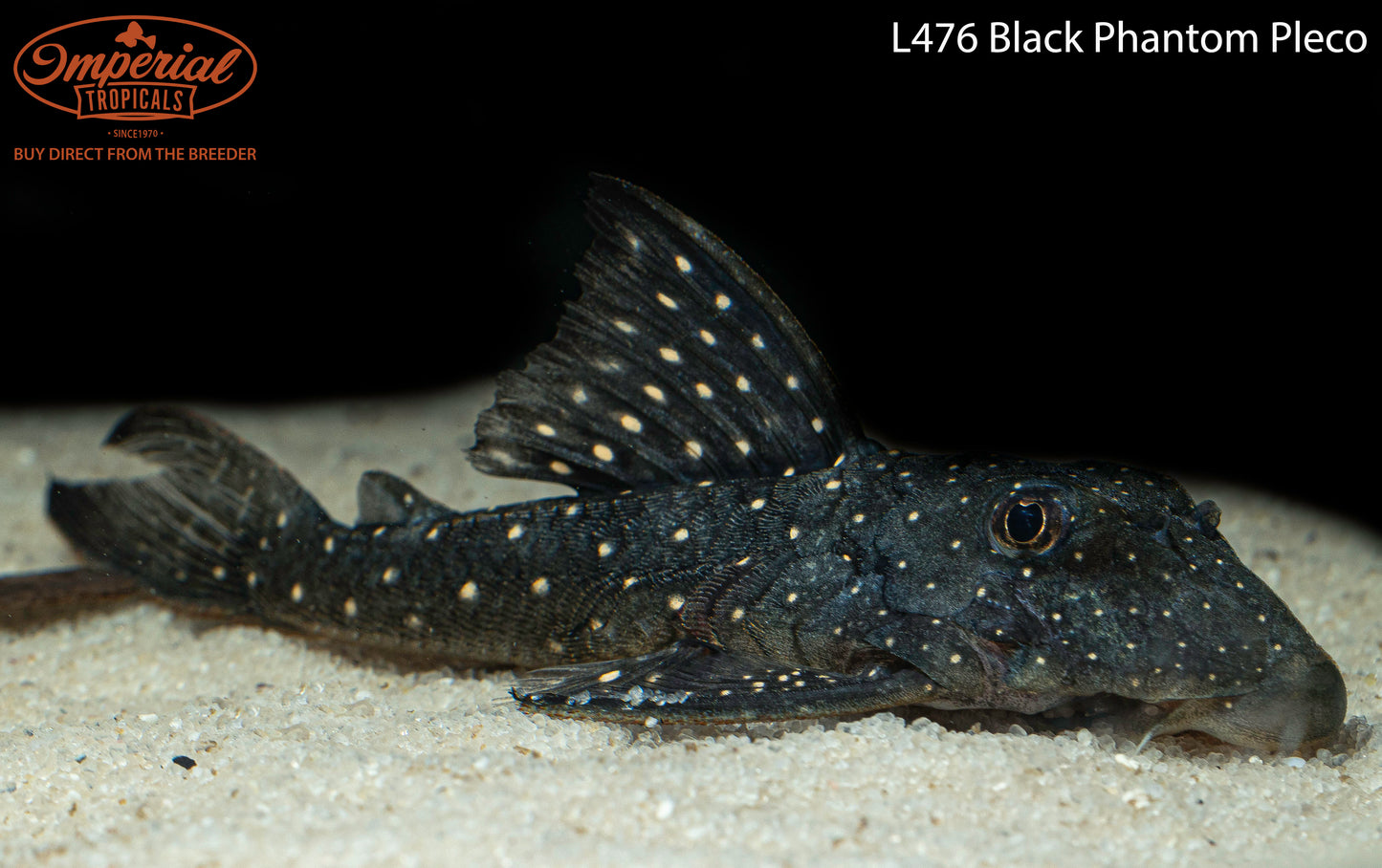 L476 Black Phantom Pleco