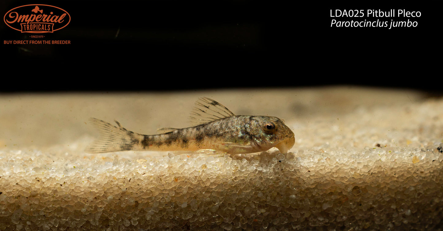 LDA025 Pitbull Pleco