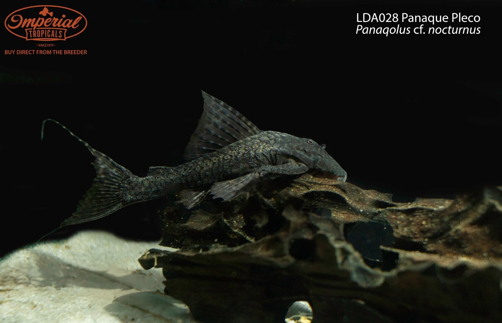 LDA028 Panaque Pleco