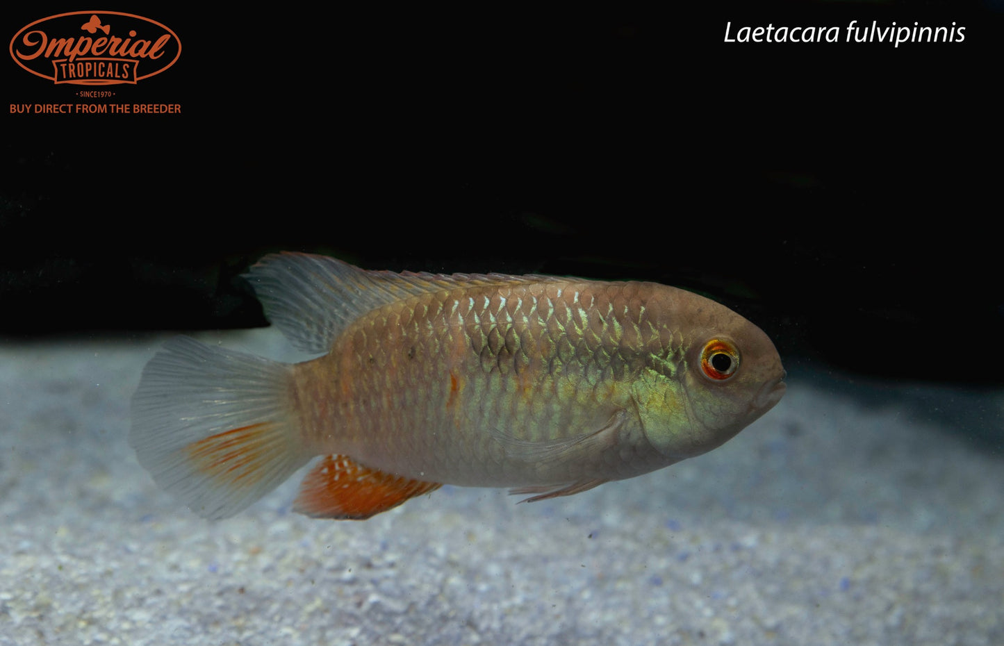 Laetacara fulvipinnis
