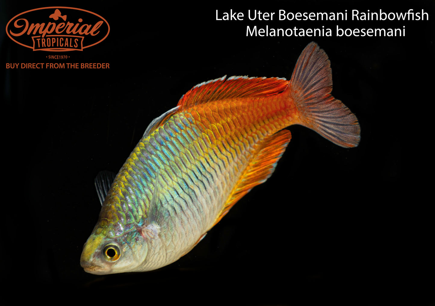 Lake Uter Boesemani Rainbowfish