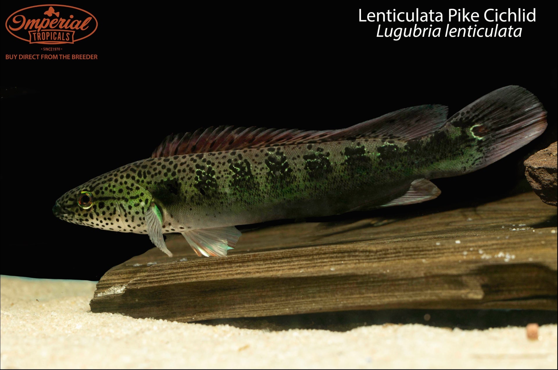 Lenticulata Pike Cichlid