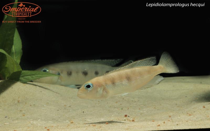 Lepidiolamprologus hecqui