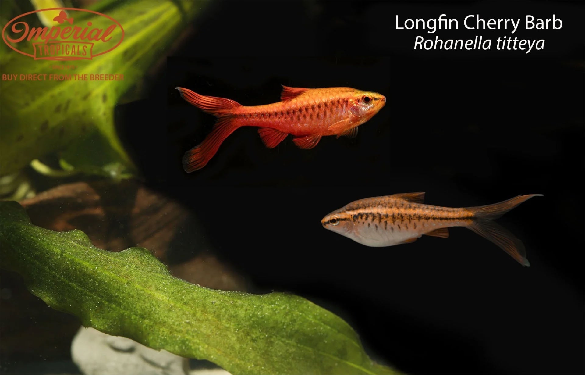 Longfin Cherry Barb