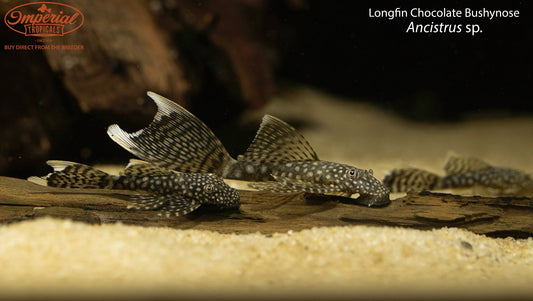 Longfin Chocolate Bushynose