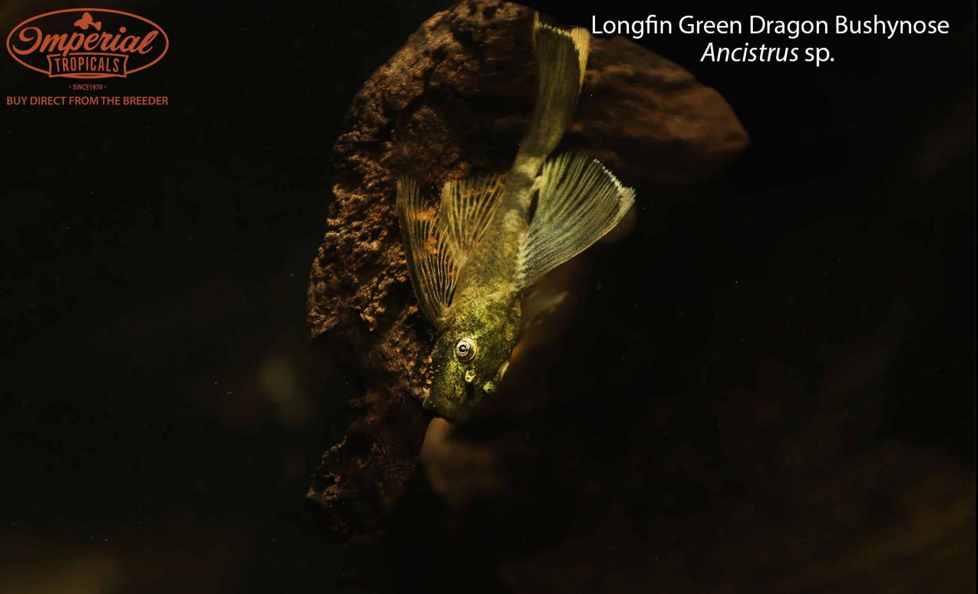 Longfin Green Dragon Bushynose - 1-2" Unsexed