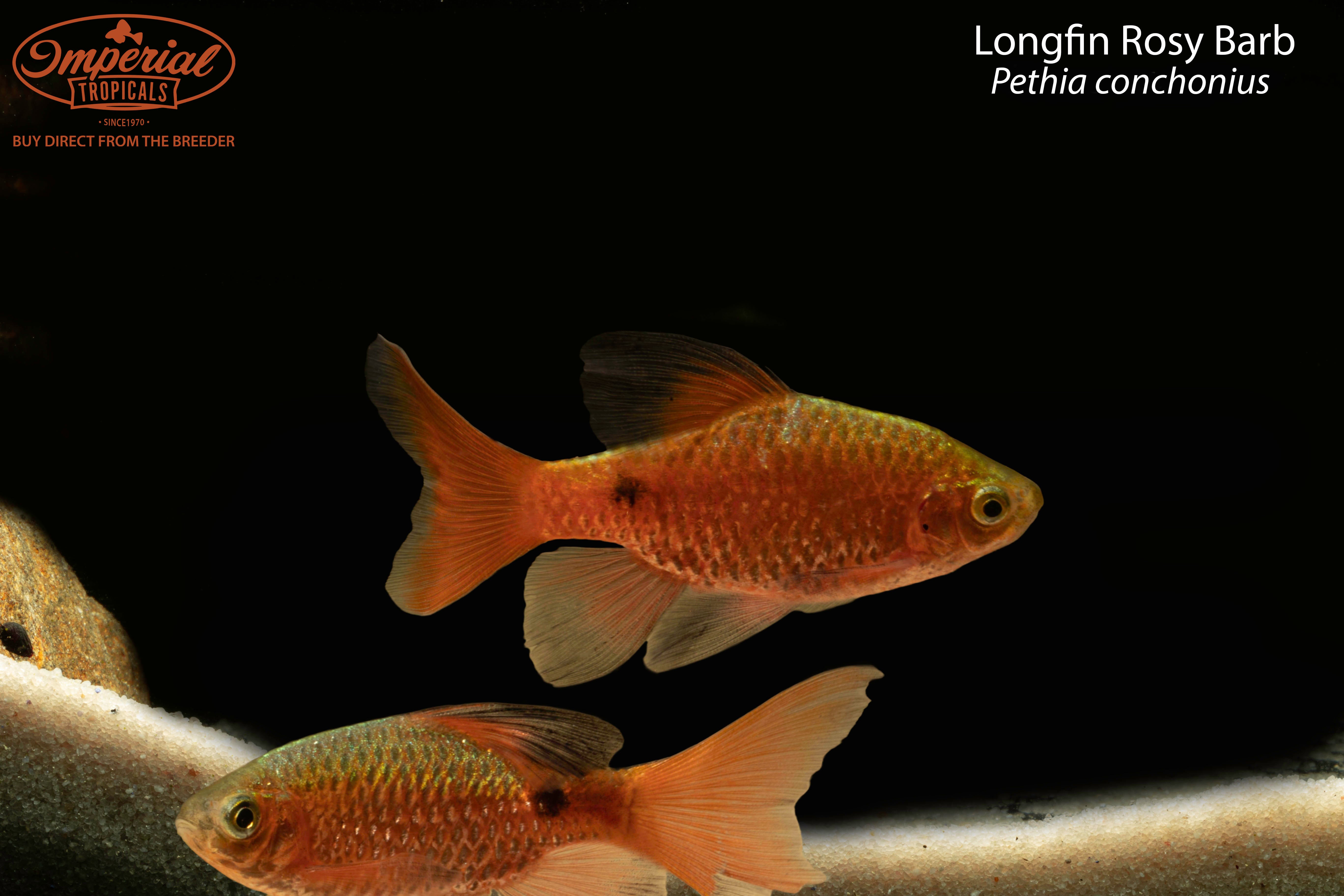 Longfin Rosy Barb - 1-2" Unsexed