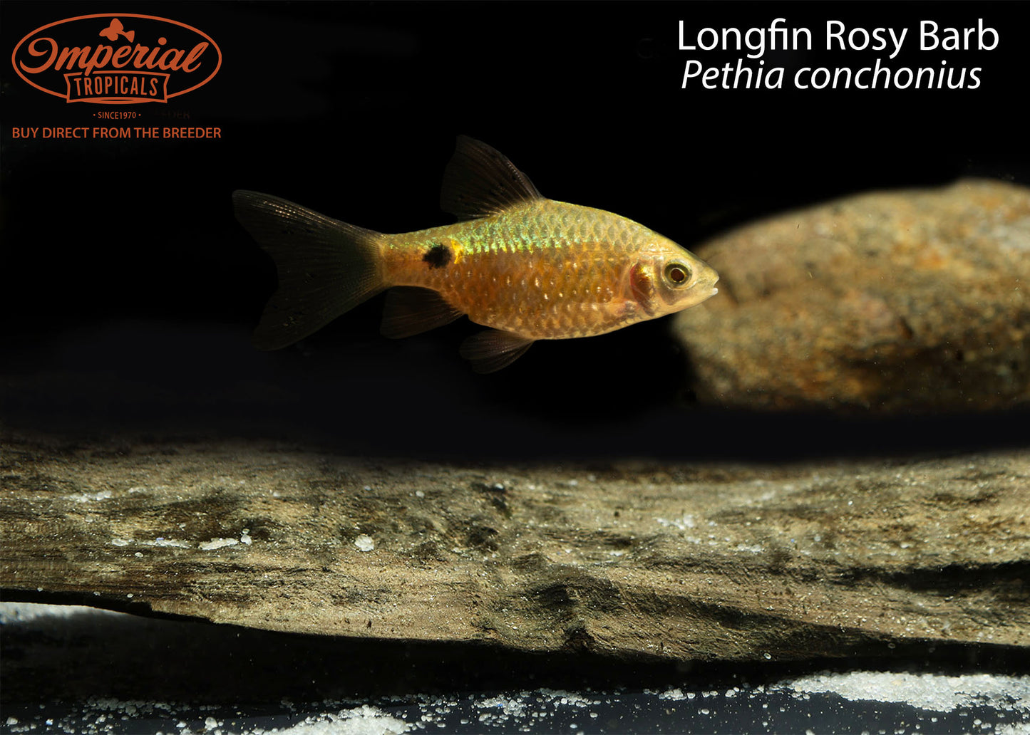 Longfin Rosy Barb