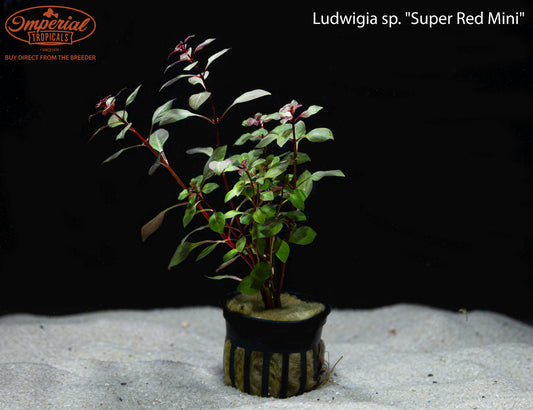Ludwigia sp. "Super Red Mini"