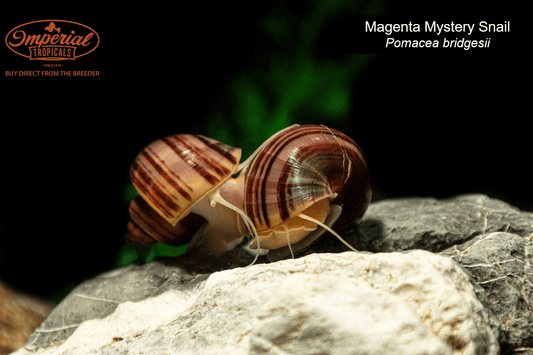 Magenta Mystery Snail