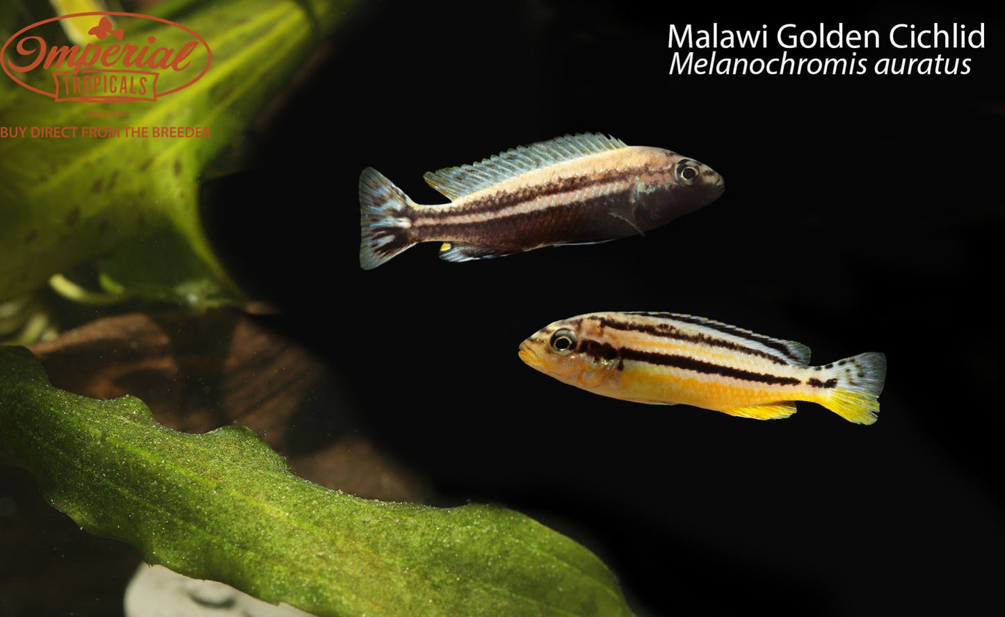 Malawi Golden Cichlid