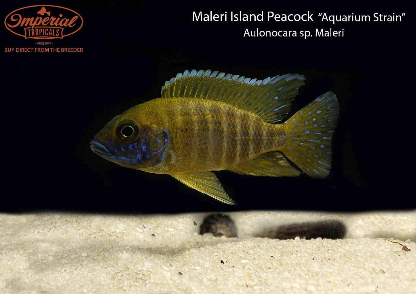 Maleri Island Peacock