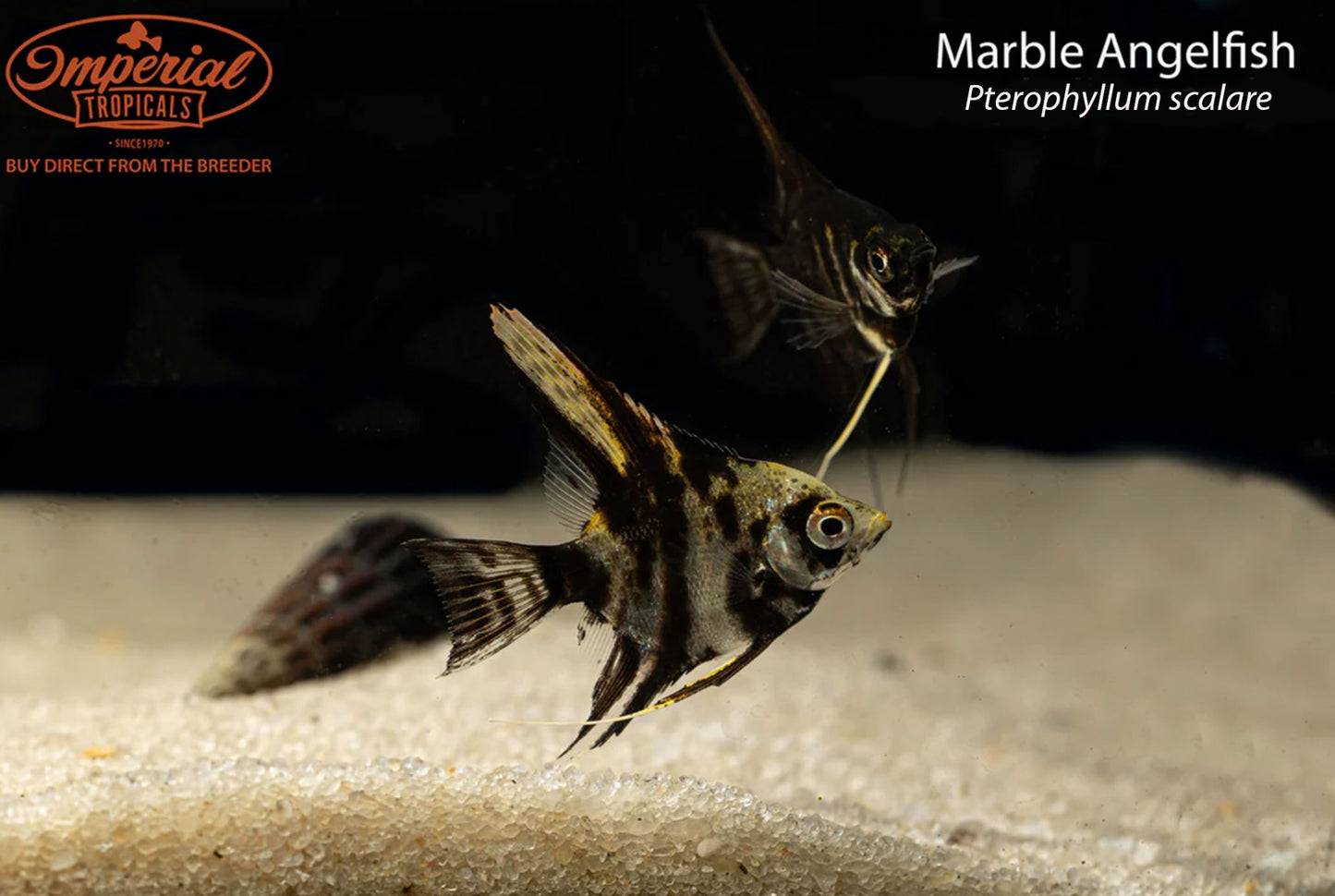 Marble Angelfish