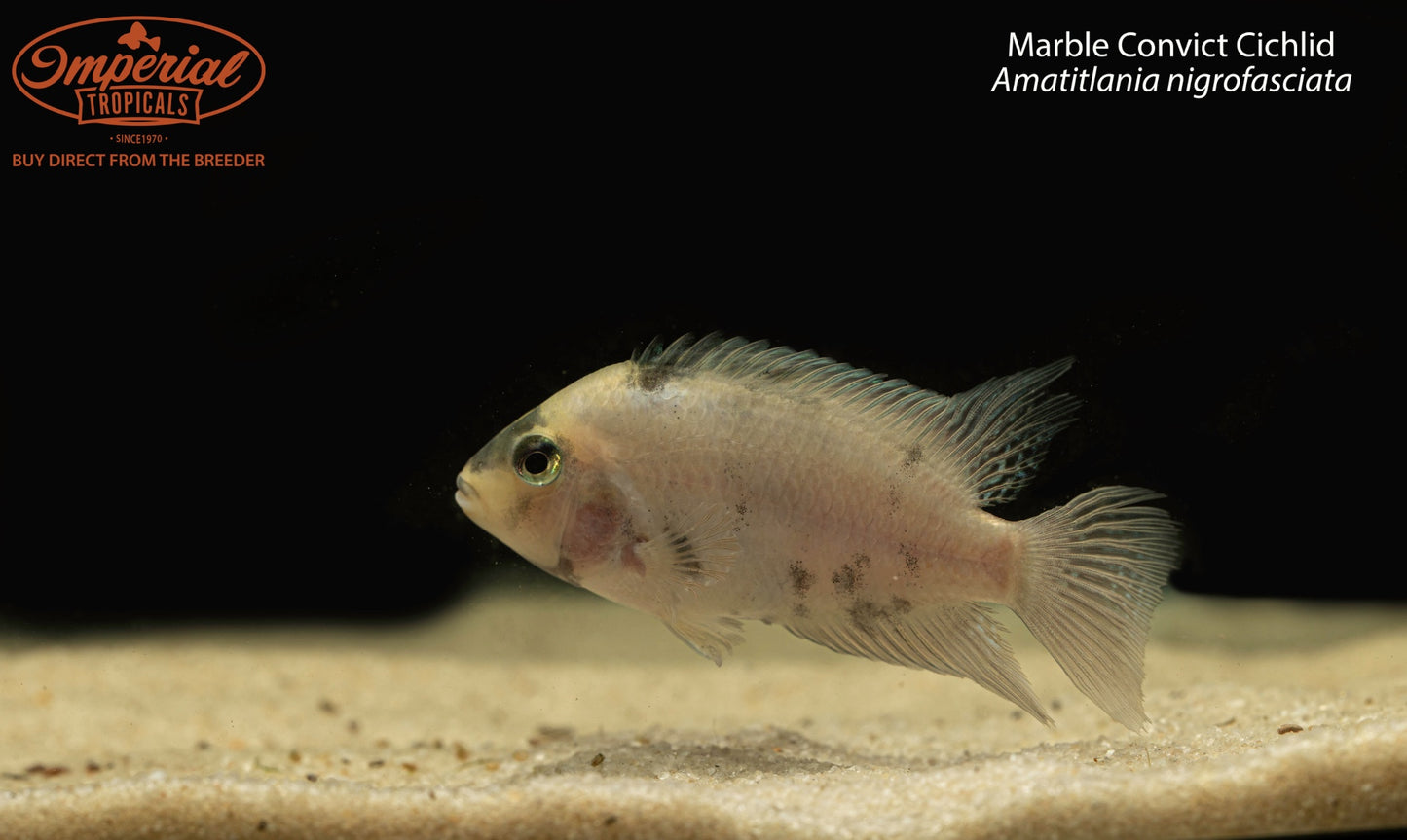Marble Convict Cichlid