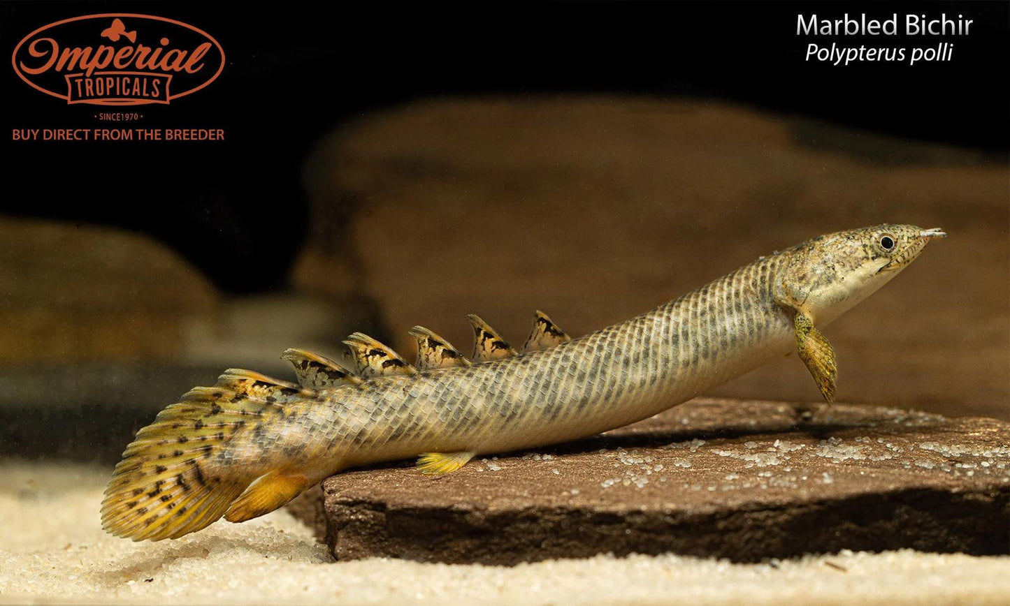 Marbled Bichir