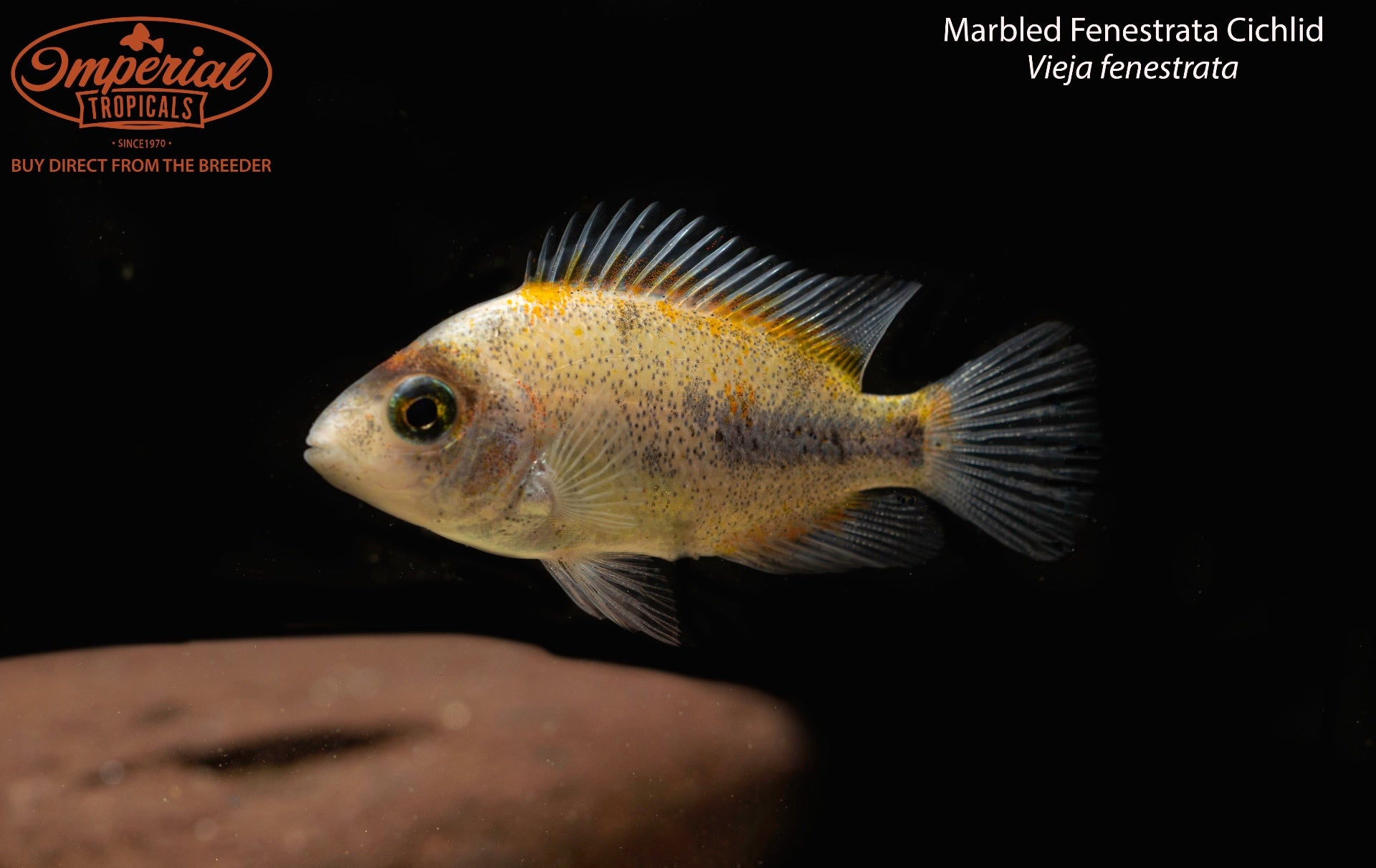 Marbled Fenestrata Cichlid