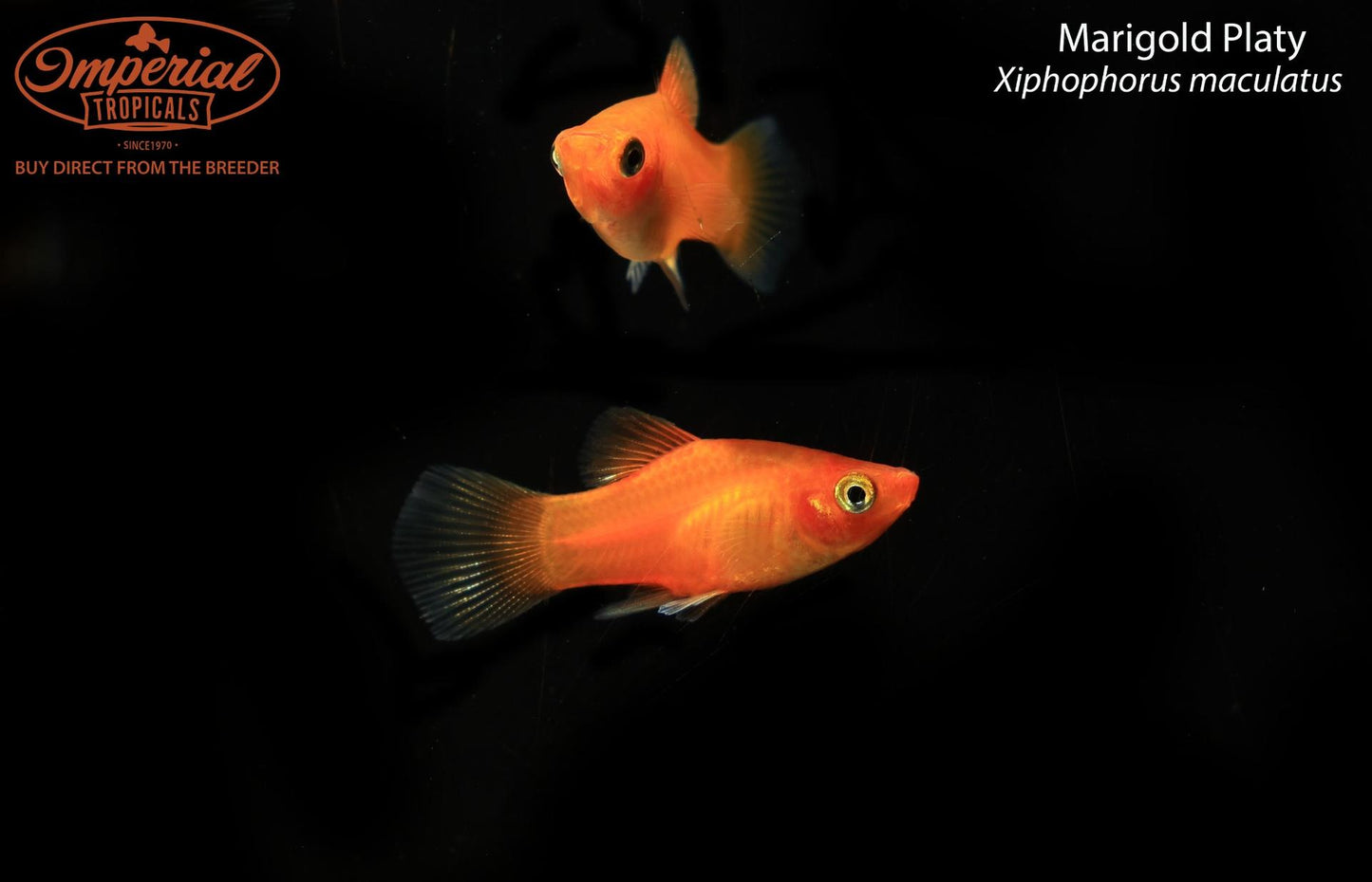 Marigold Platy