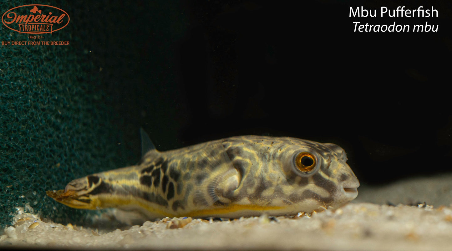 Tetraodon mbu (Mbu Pufferfish)