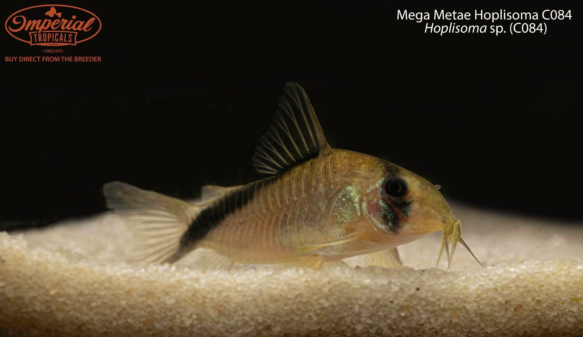 Mega Metae Hoplisoma C084