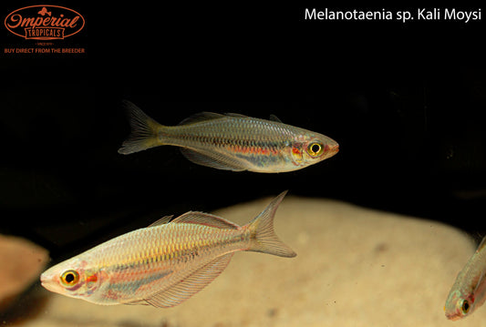 Kali Moysi Rainbowfish