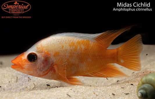 Midas Cichlid