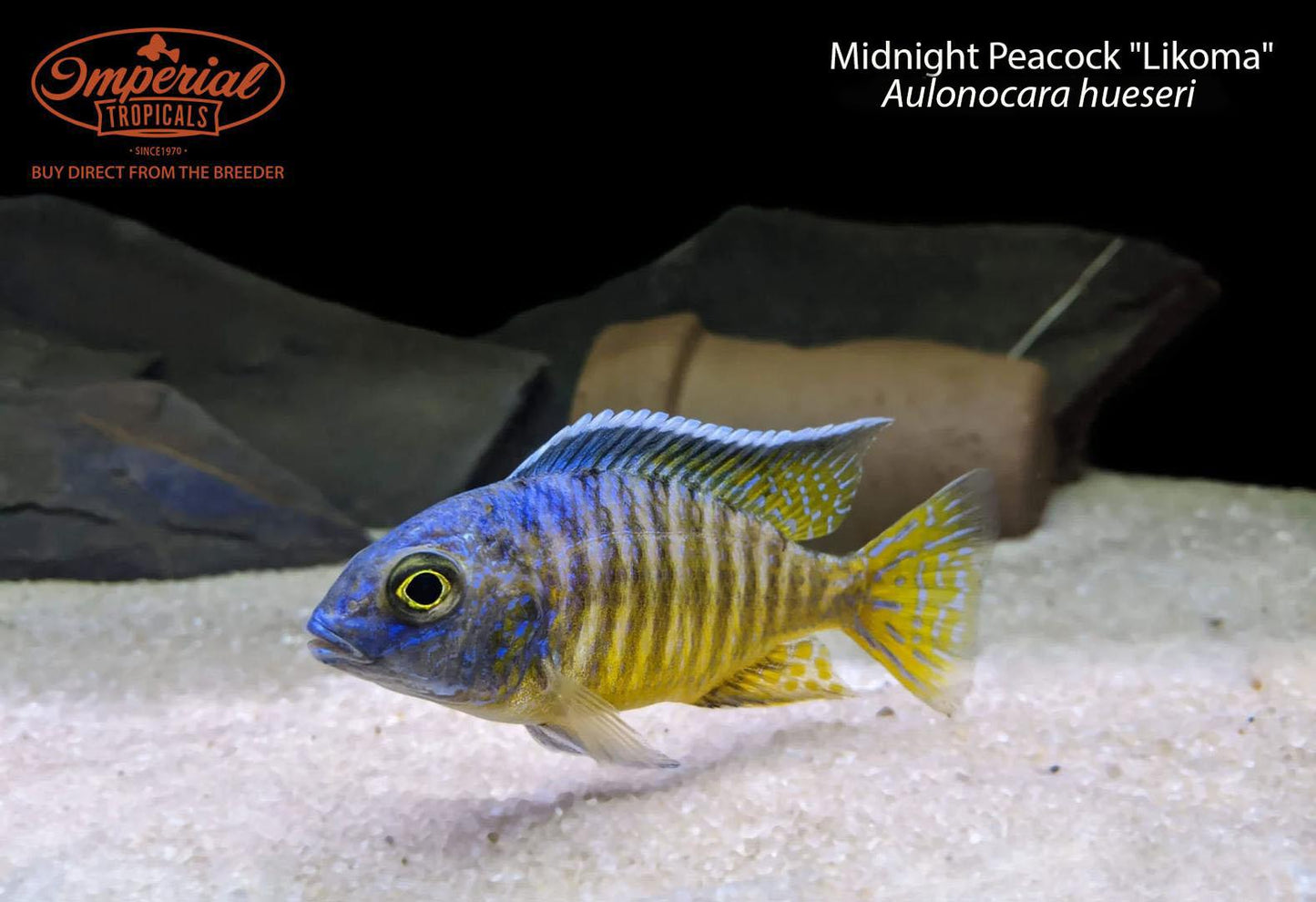 Midnight Peacock "Likoma"