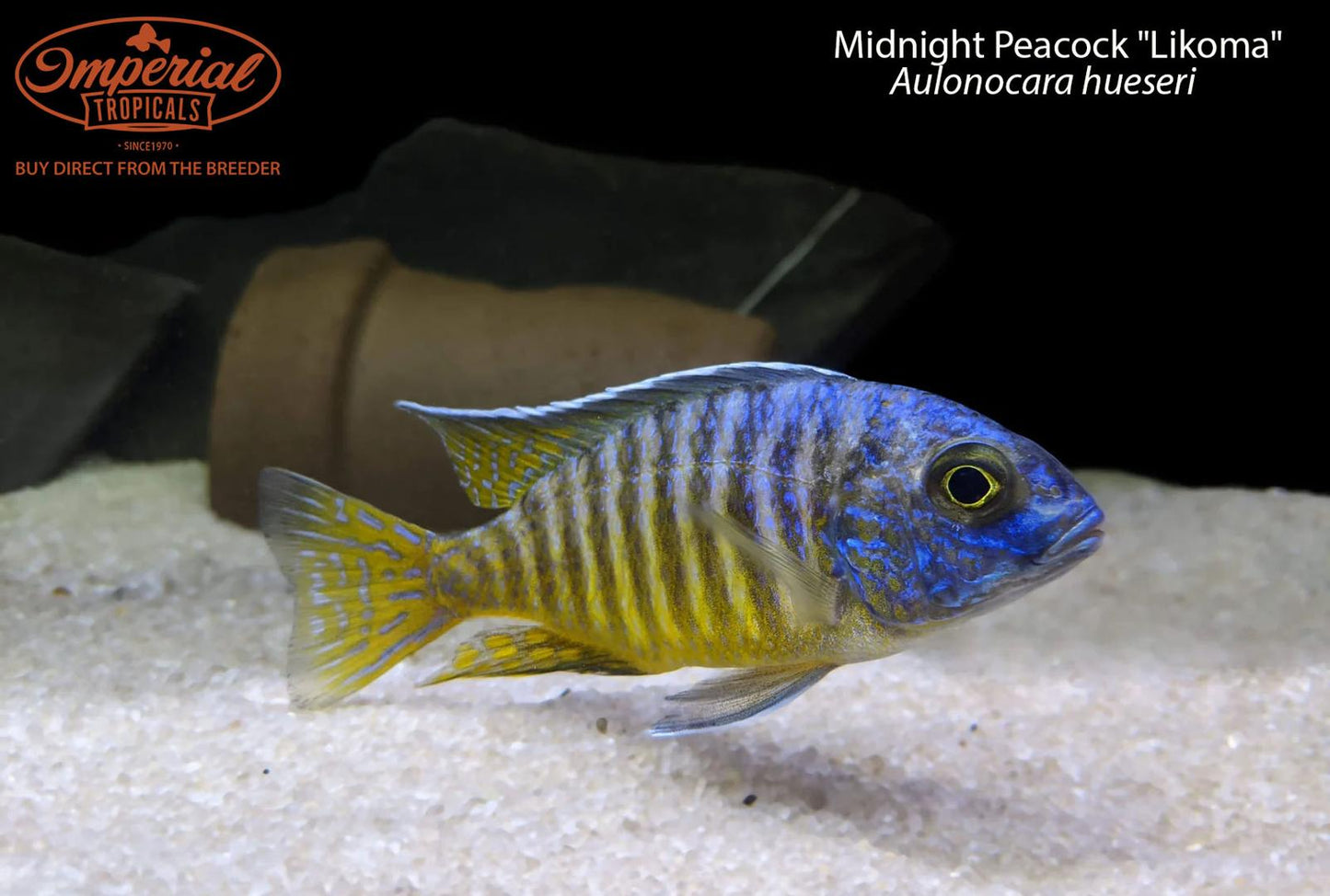 Midnight Peacock "Likoma"
