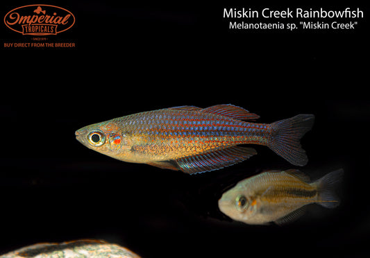 Miskin Creek Rainbowfish