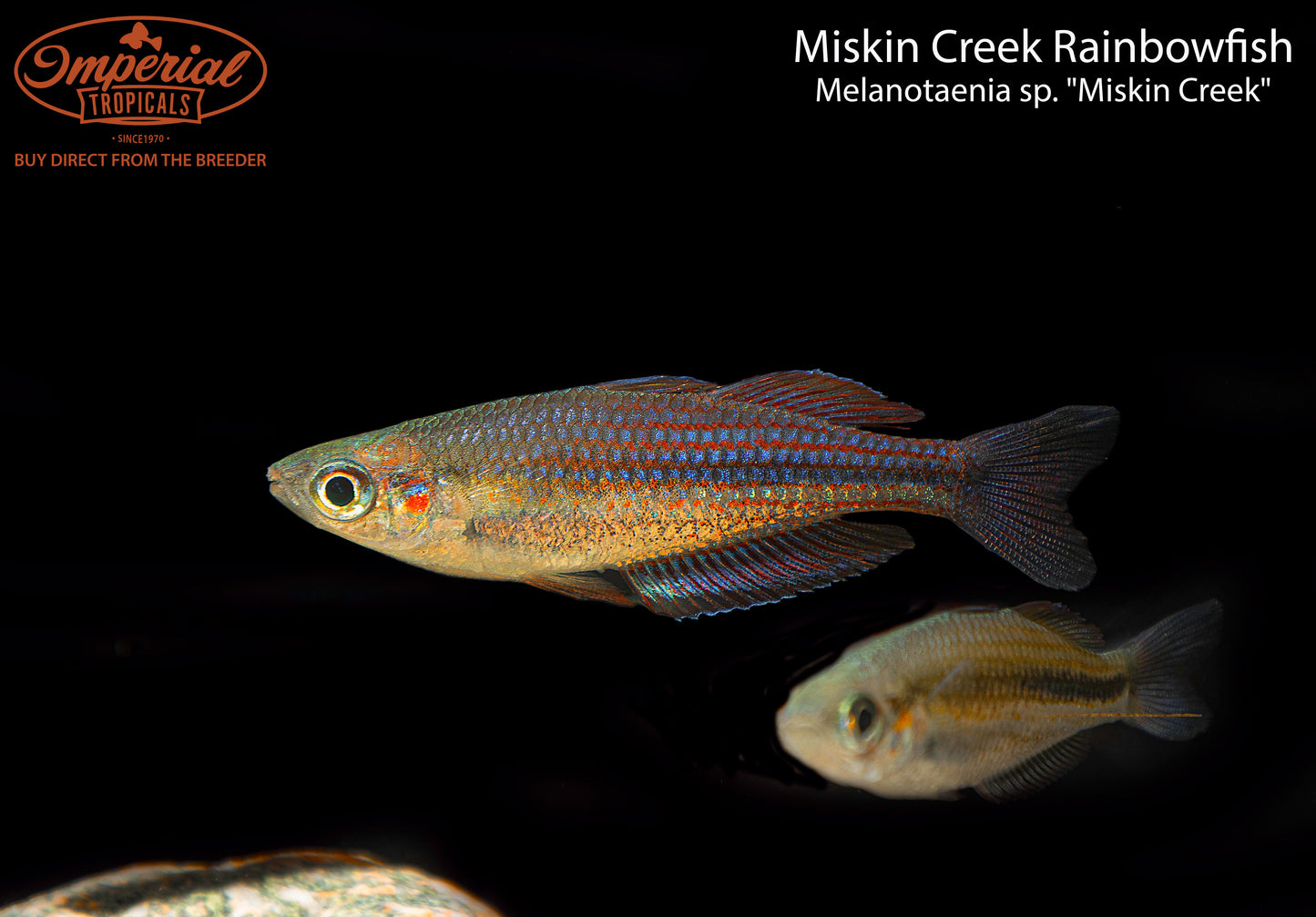 Miskin Creek Rainbowfish