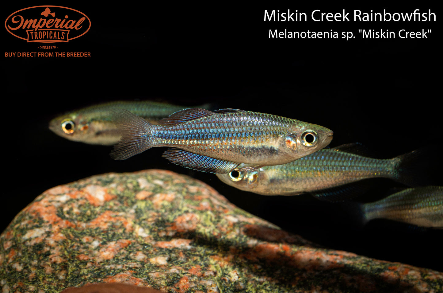 Miskin Creek Rainbowfish