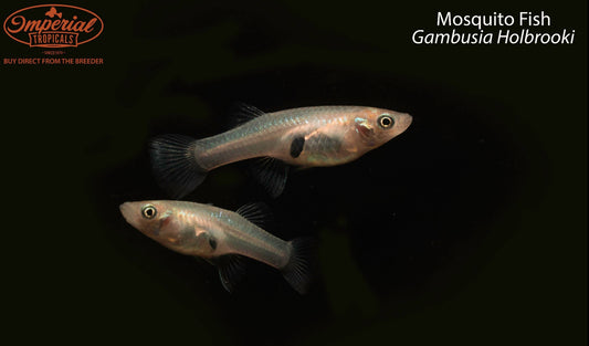 Mosquito Fish