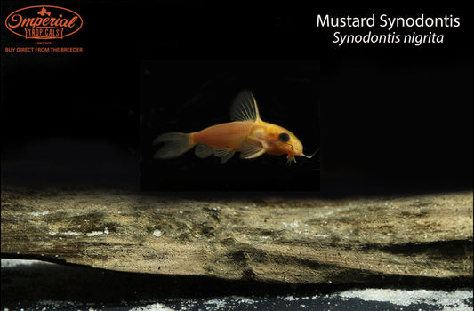 Mustard Synodontis