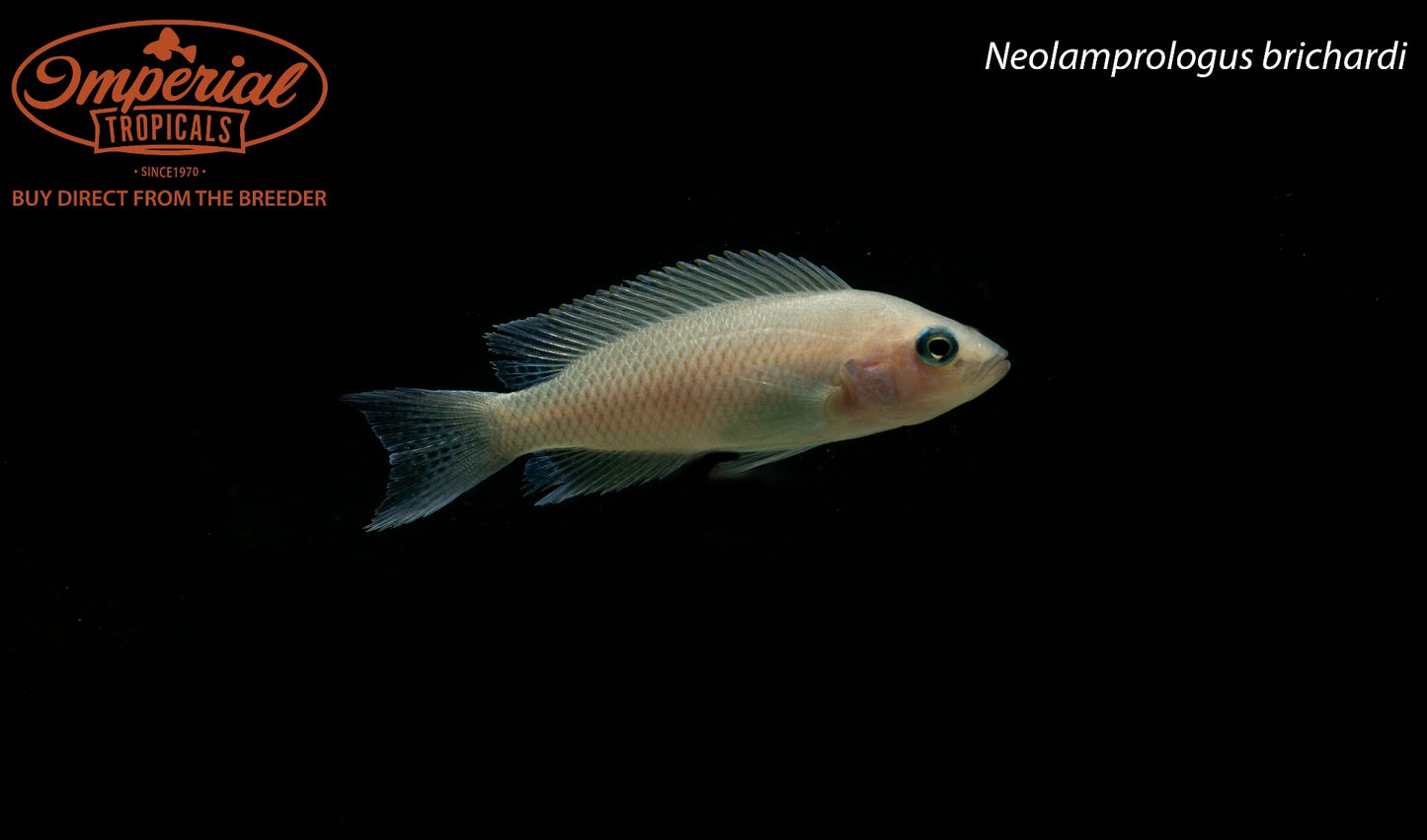 Neolamprologus brichardi