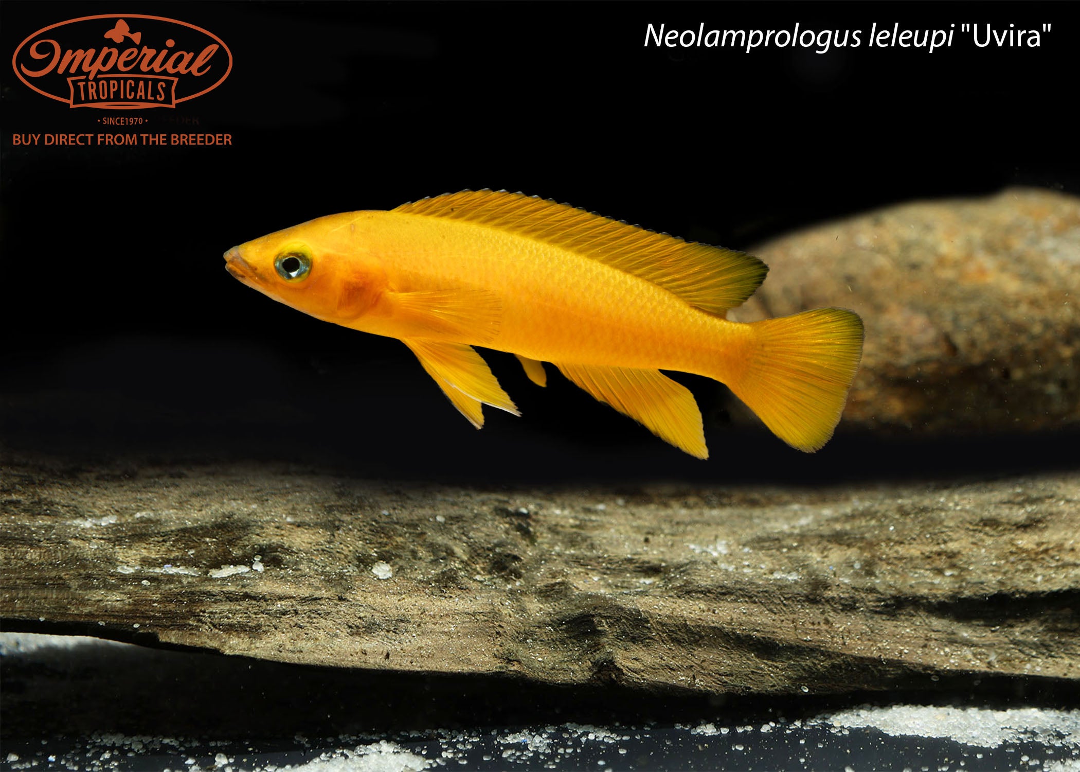 Neolamprologus leleupi "Uvira" - 1-2" Unsexed