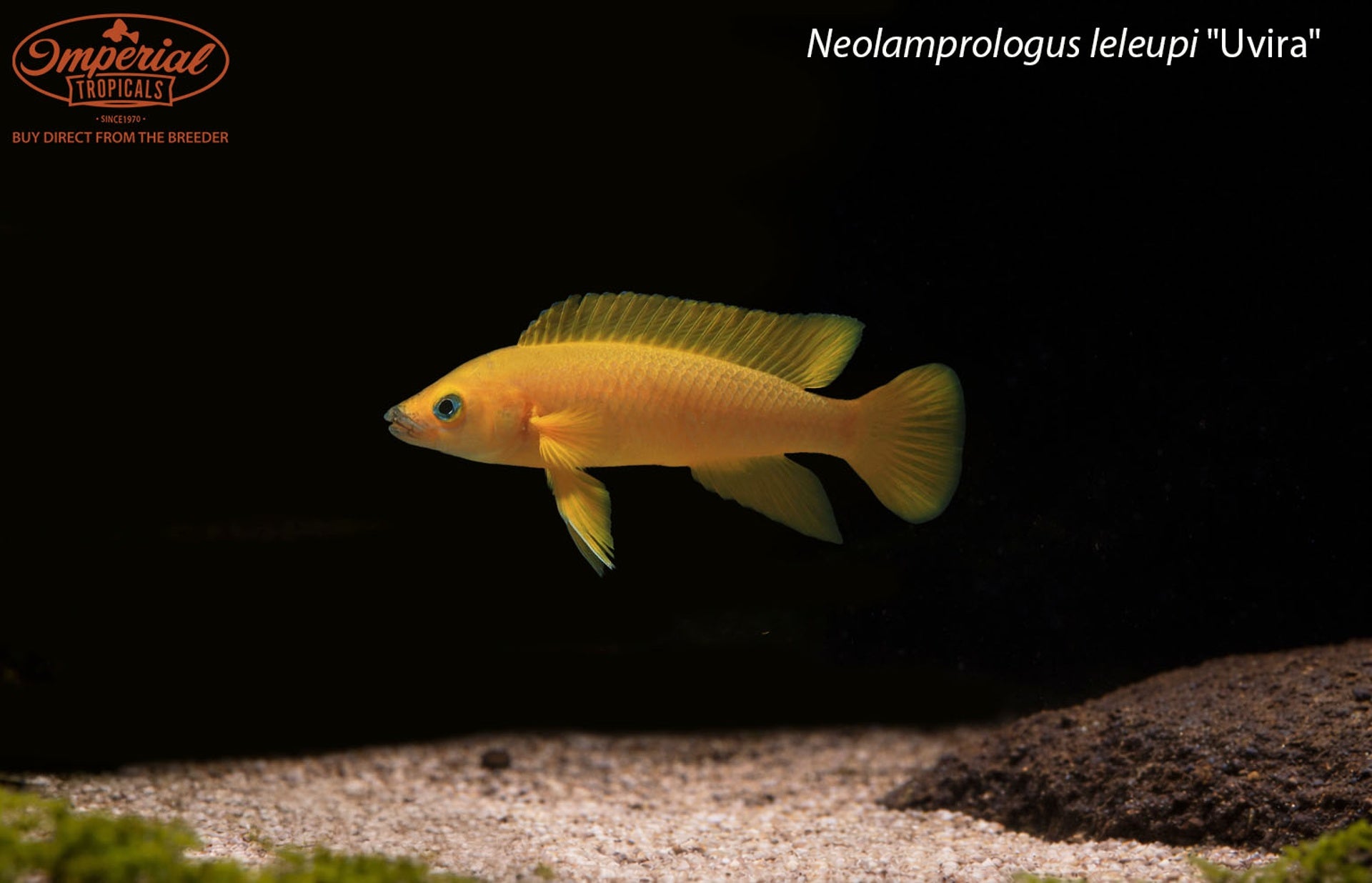Neolamprologus leleupi "Uvira"