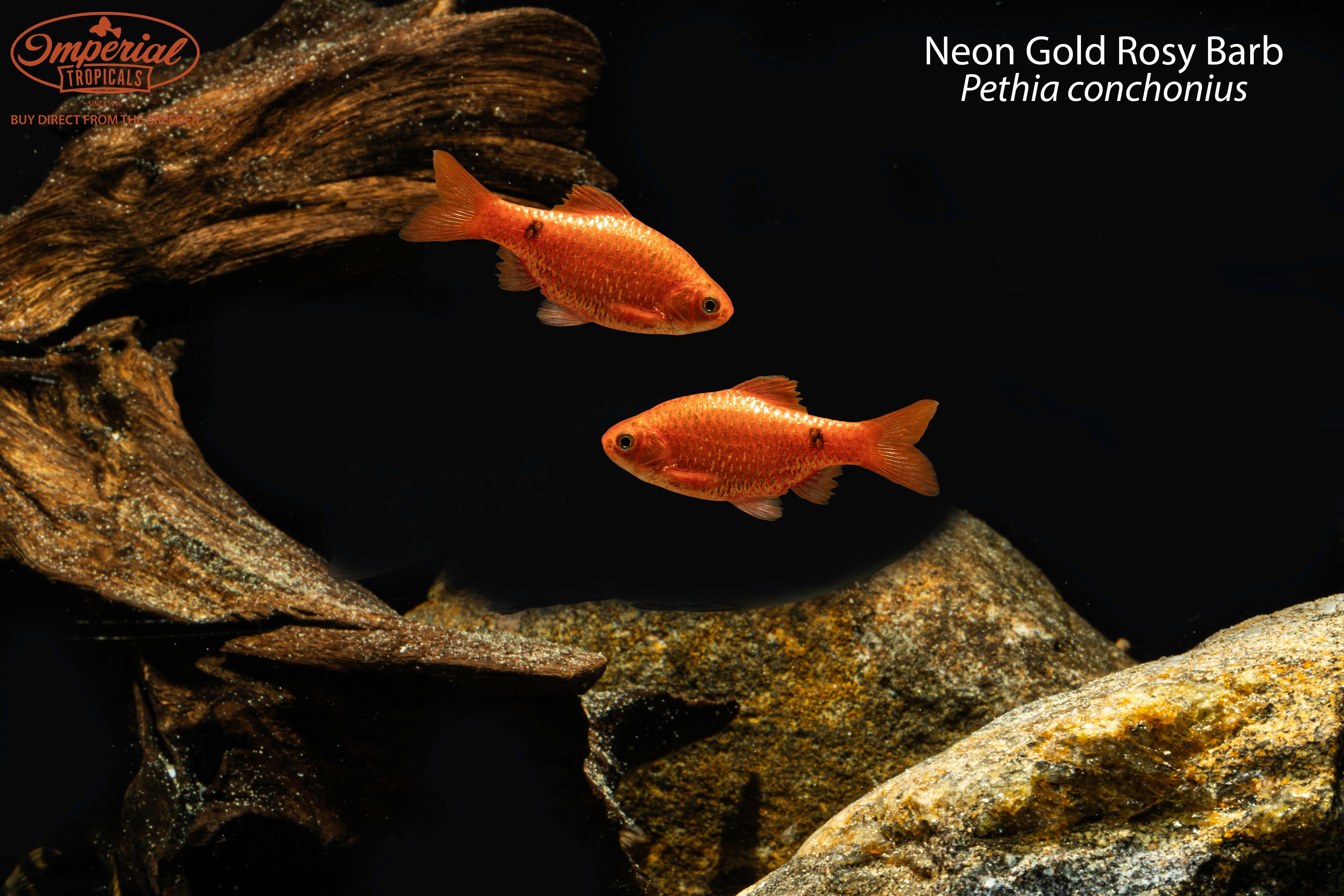 Neon Gold Rosy Barb - 1-2" Unsexed