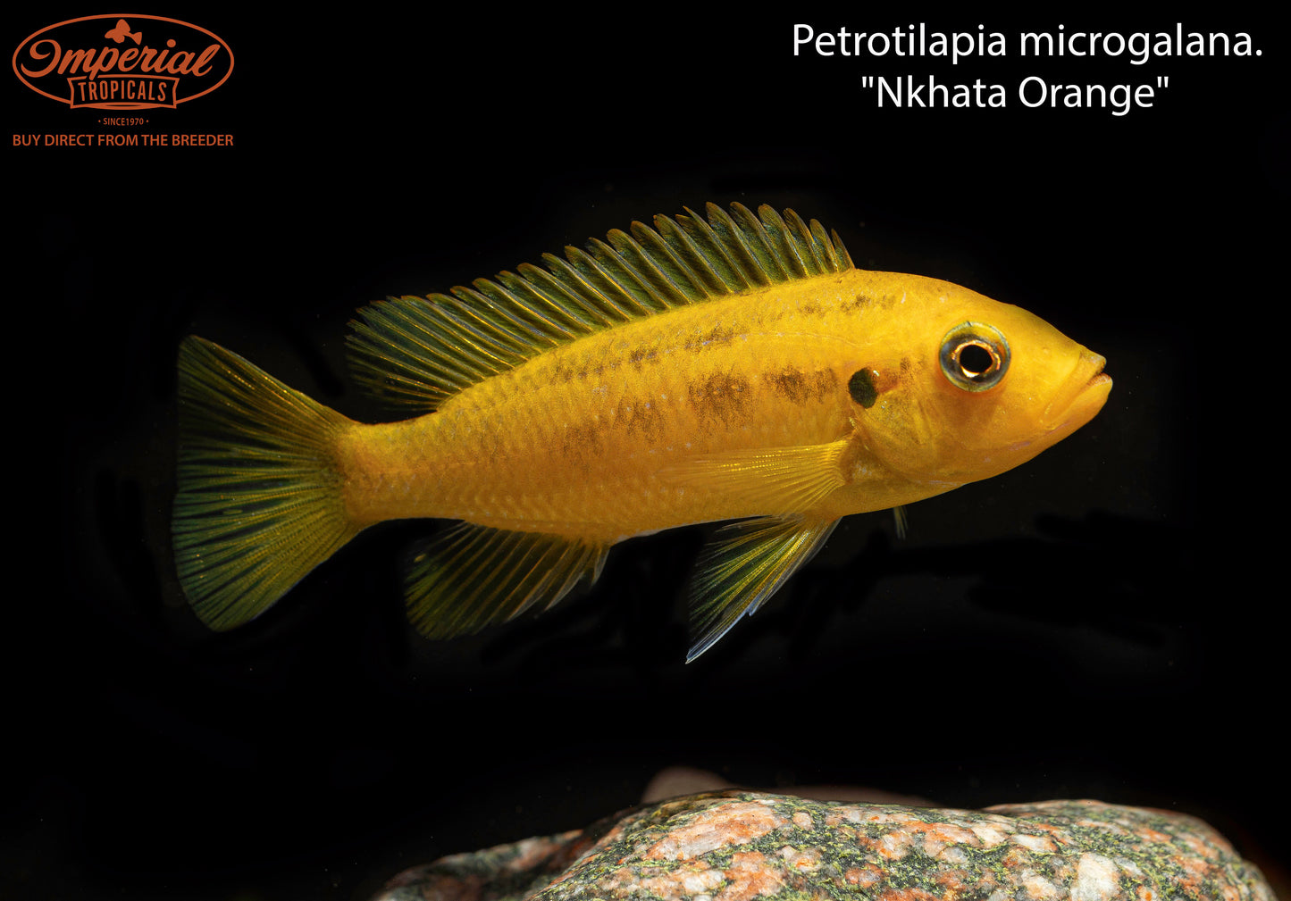 Petrotilapia microgalana. "Nkhata Orange"