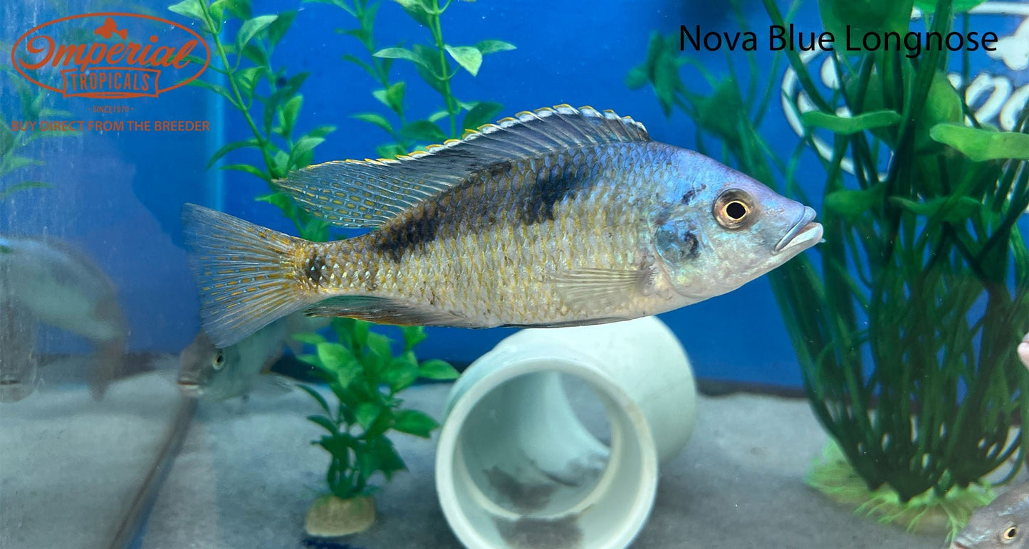 Nova Blue Longnose