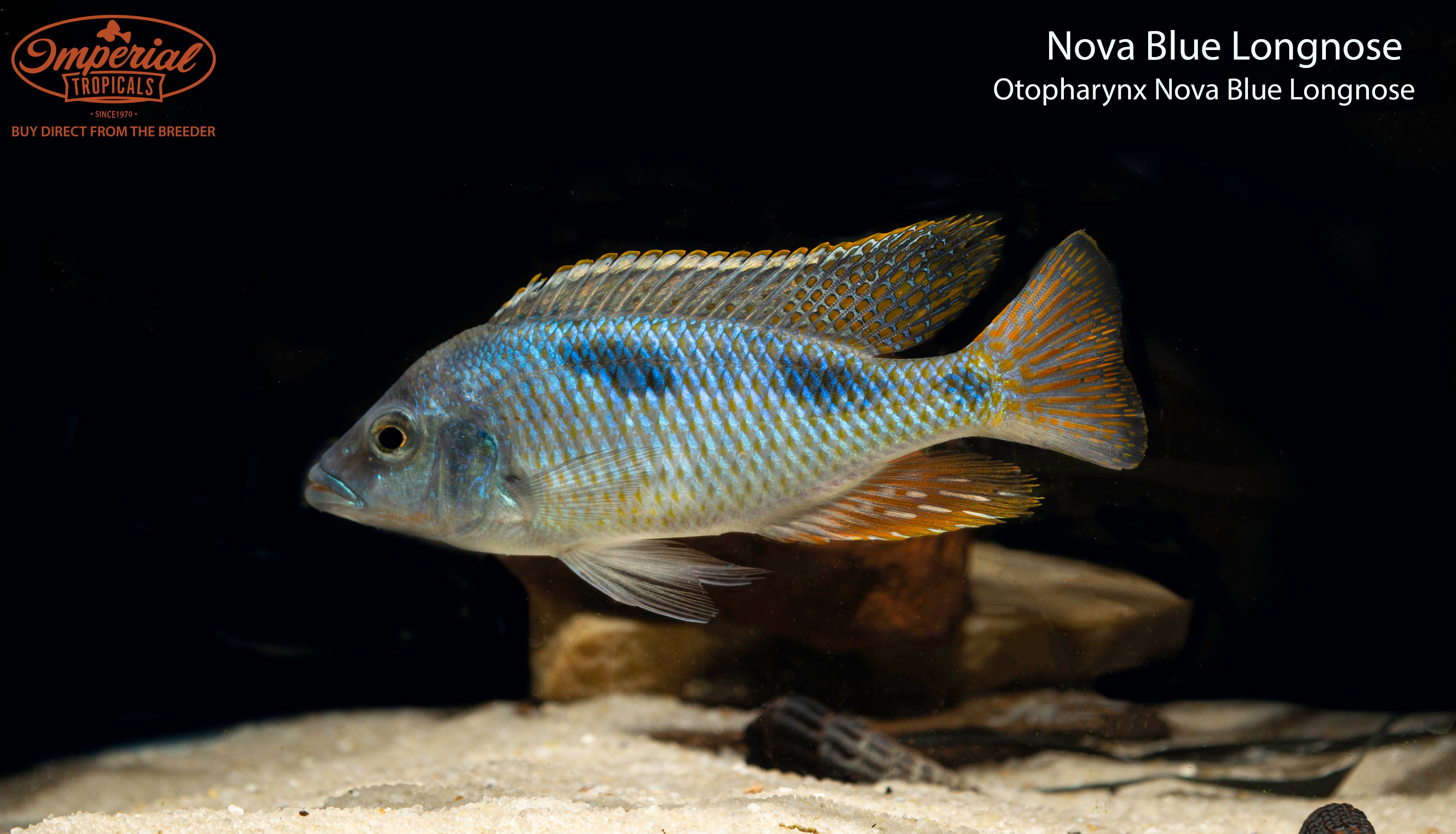 Nova Blue Longnose