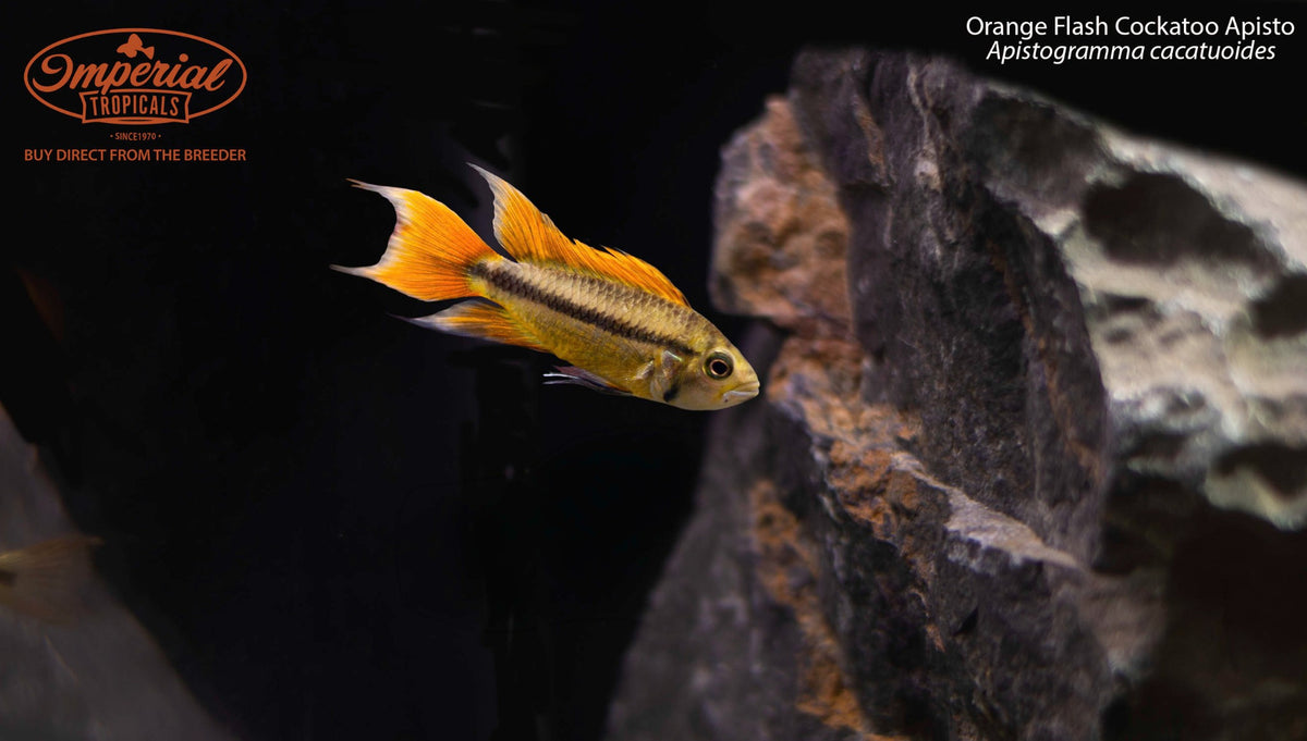 Orange Flash Cockatoo Apisto (Apistogramma cacatuoides)