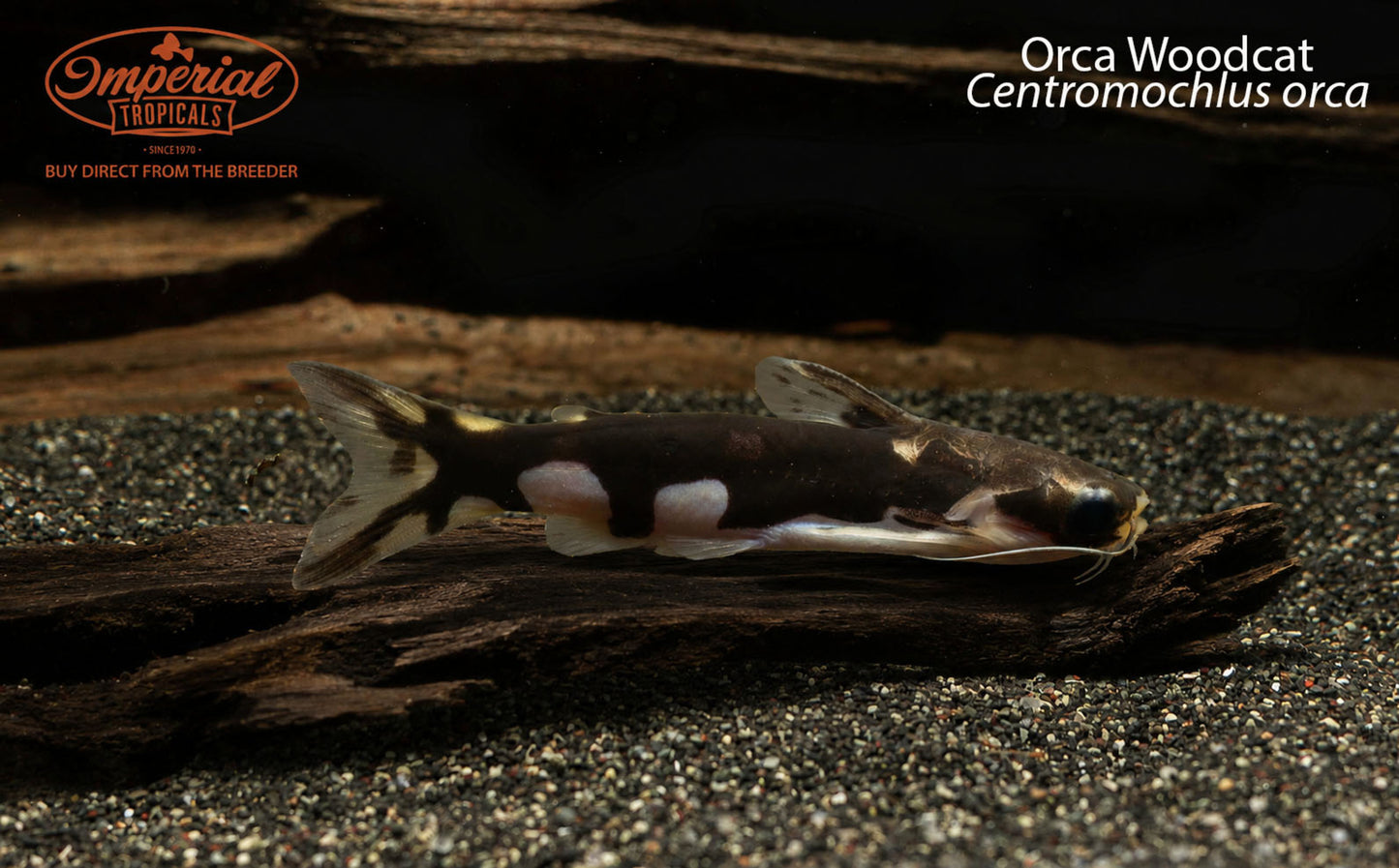 Orca Woodcat (Centromochlus orca)