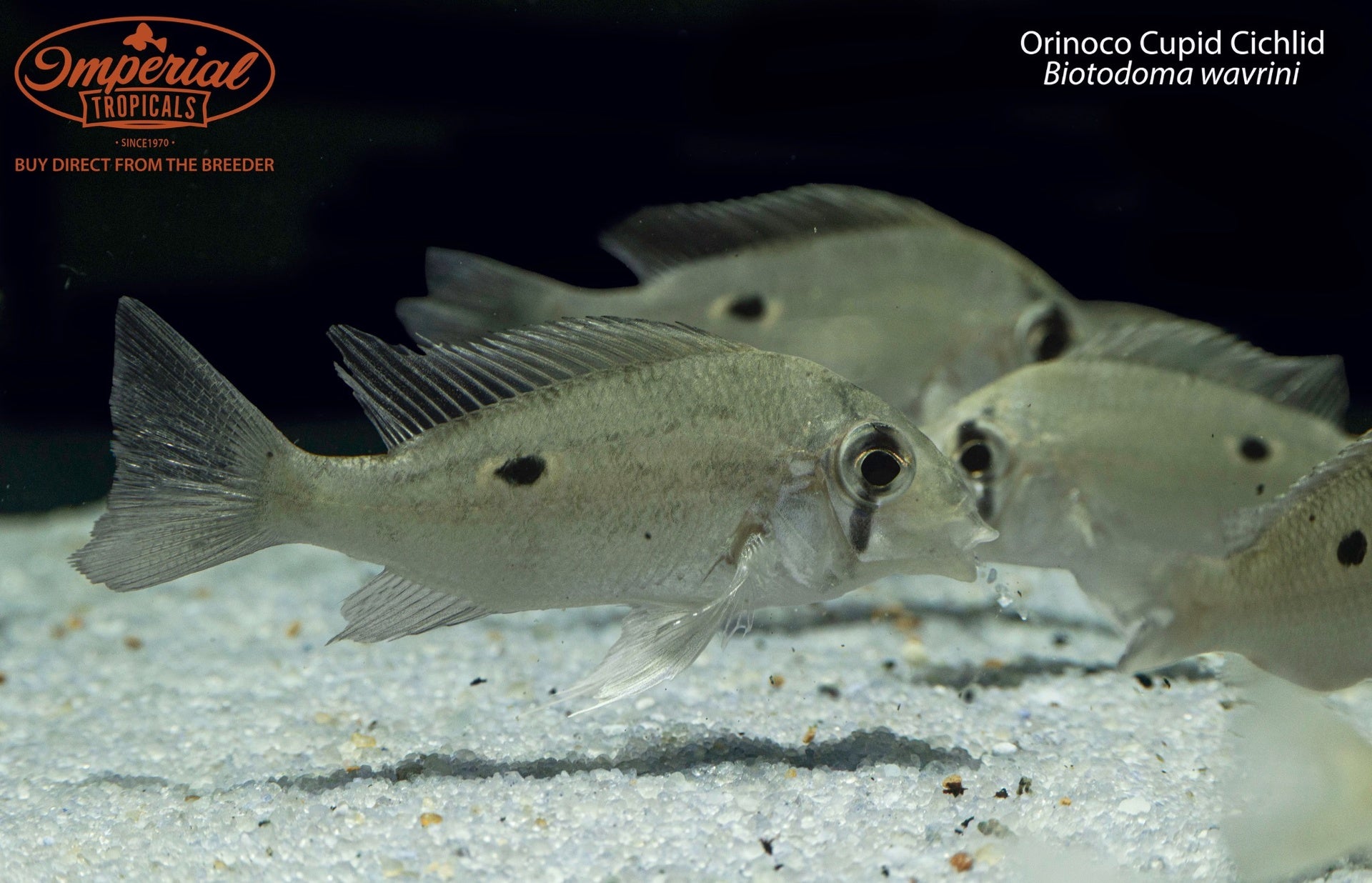 Orinoco Cupid Cichlid