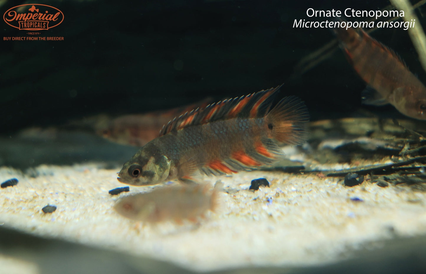 Ornate Ctenopoma (Microctenopoma ansorgii)